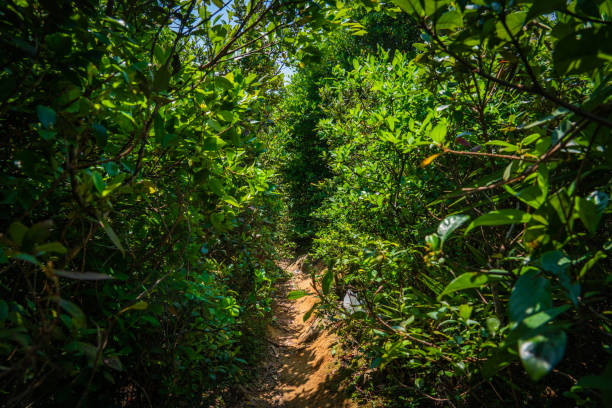 Hiking trail in Grass-Island, Hong Kong