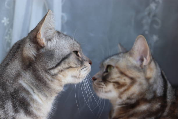 istock Very cute cats facing each other in the sunlight. 1220704460
