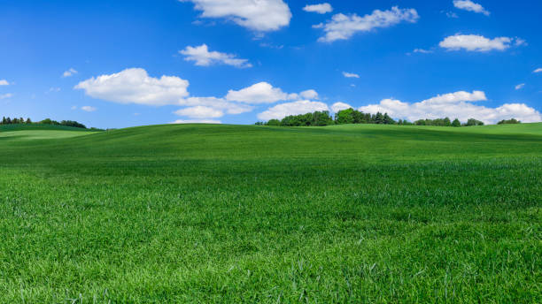 istock Panoramic spring landscape XXXXL 47 MPix - green field, blue sky 1220704541