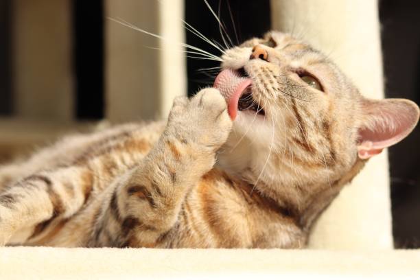 istock A cute cat grooming in the sunshine. 1220705565