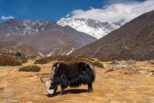 Black Yak in Everest region, Himalaya mountains range in Nepal, Asia