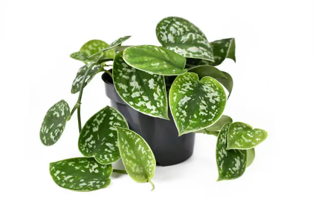 Photo of Whole 'Scindapsus Pictus Exotica' tropical house plant, also called 'Satin Pothos' with velvet texture and silver spot pattern isolated on white background