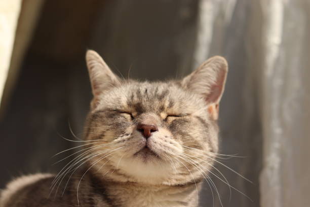 istock A cat with a healing face in the sun. 1220706507