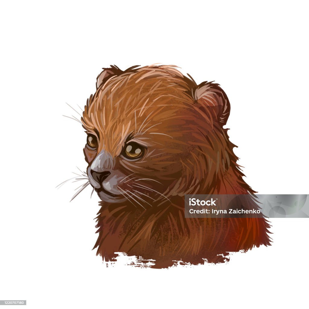 Ilustración de Puma Bebé Tabby Herpailurus Yagouaroundi Retrato De Animal Dibujo De Acuarela De Puma Eyra Perfil Felinae Familia Depredador Cara De Animal Y Texto Ilustración De Arte Digital Jaguarundi y más Ilustración de Puma Bebé Tabby Herpailurus Yagouaroundi Retrato De Animal Dibujo De Acuarela De Puma Eyra Perfil Felinae Familia Depredador Cara De Animal Y Texto Ilustración De Arte Digital Jaguarundi y más