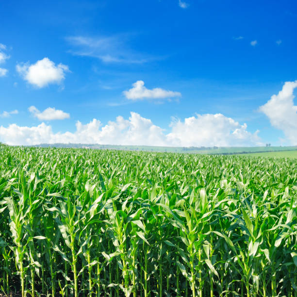 istock Agricultural landscape. Green corn field and bright blue sky. 1220707930