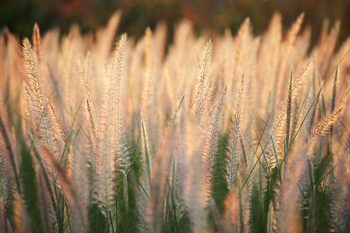 close up of reeds grass background