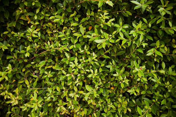 istock Green leaves wall for summer background 1220708895