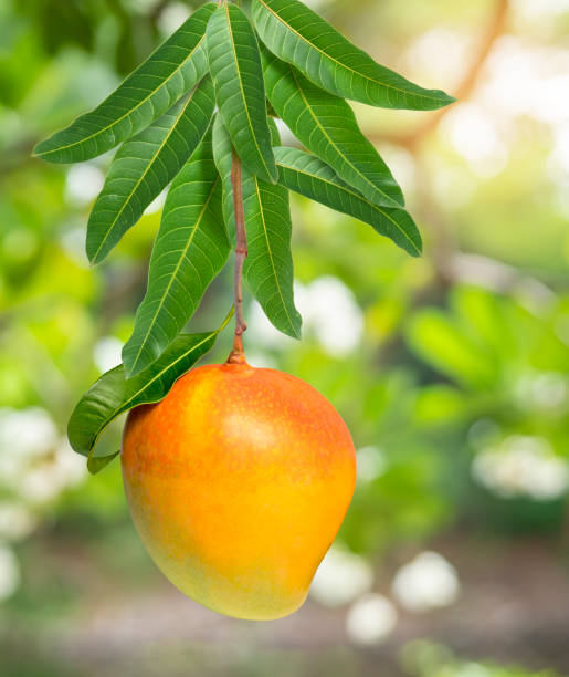 istock Mango fruit on a mango bunch on blur background, R2E2 Mango fruit with leaves in garden 1220710244
