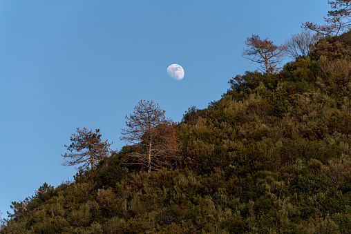 The moon rises, in the foreground trees on a hill