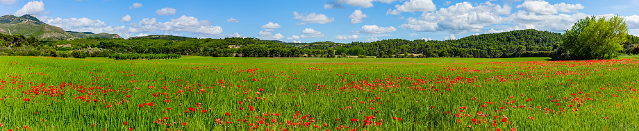 beautiful panorama spring rural landscape with a flowering flowers on meadow and blue sky. wild flowers chamomiles blossoming on meadow. blooming white wildflowers camomiles, panoramic view