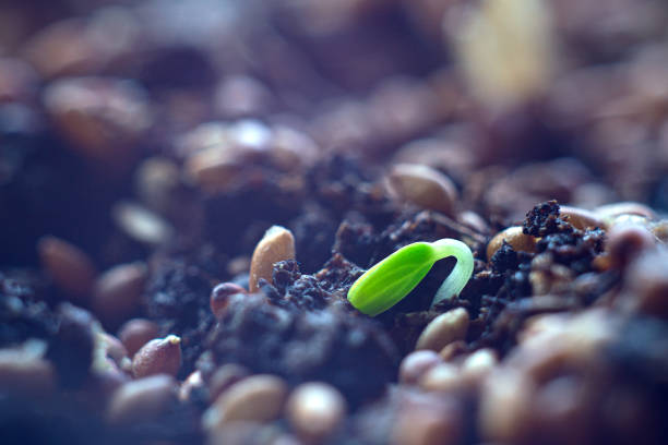 small green seedling in the ground