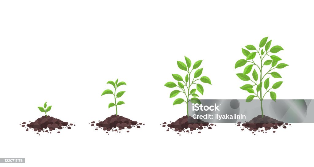 Define Sprouting Growth Stages Diagram Sprout Seedling Shoot Germination In The Pile ...