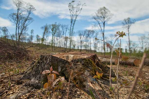 istock Deforestation. Problems of the planet's ecology, cutting down pine forests. Stump in the foreground. 1220712503