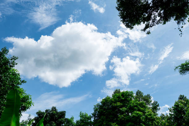 istock Bright blue sky, Blue sky with rice plants, green fields and rice fields during the rainy season of Prachinburi Province, Thailand,Landscape background. 1220712827
