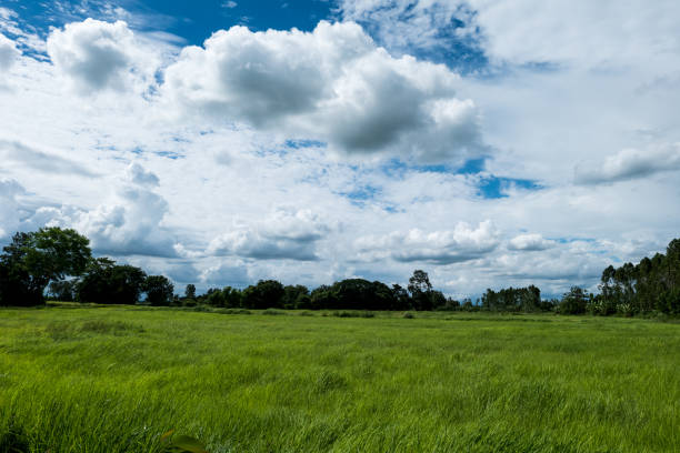 istock Bright blue sky, Blue sky with rice plants, green fields and rice fields during the rainy season of Prachinburi Province, Thailand,Landscape background. 1220712859