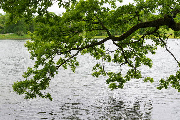 a branch of a summer tree above the water. - photography branch tree day imagens e fotografias de stock