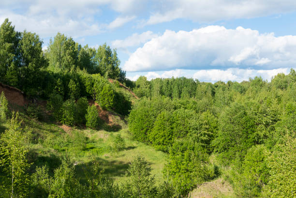 istock Summer forest of different types of wood. 1220714200