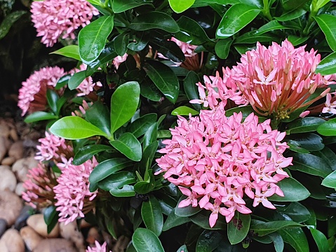 Pink Ixora Coccinea With Green Leaves Background Stock Photo - Download  Image Now - Beauty, Blossom, Botany - iStock
