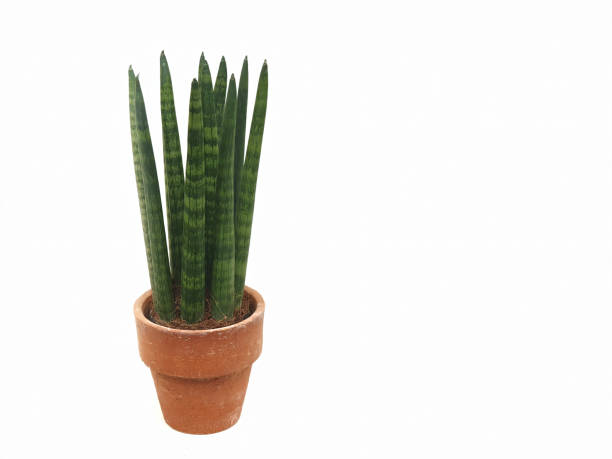 istock Sansevieria Cylindrica in a clay pots isolated on white background 1220715086