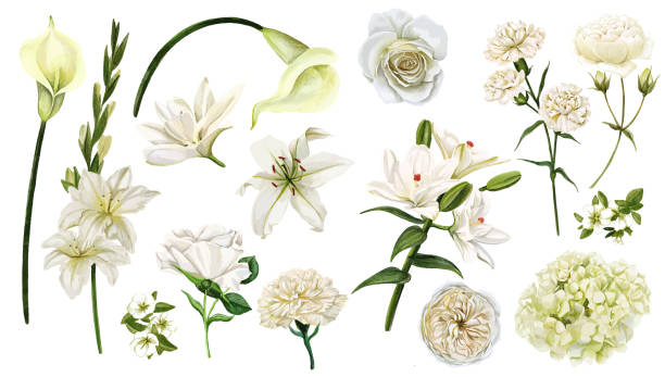 ilustraciones, imágenes clip art, dibujos animados e iconos de stock de conjunto de flores blancas, vector dibujado a mano acuarela - gladiolus flower white isolated