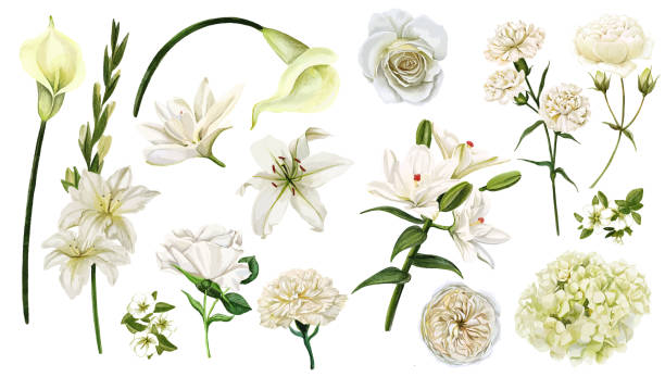 ilustrações de stock, clip art, desenhos animados e ícones de white flowers set, watercolor hand drawn vector - flower white