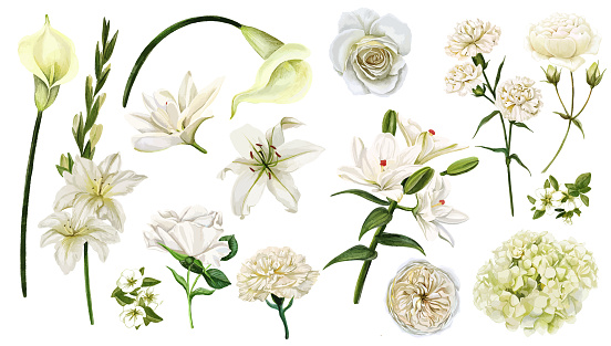White flowers set, watercolor hand drawn vector illustration