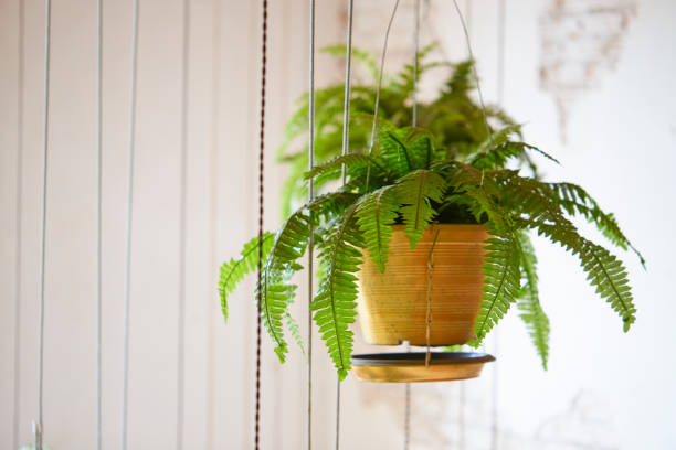 istock Pot of hanging Boston fern 1220718245