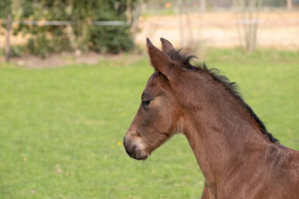 横から見た草の背景に赤ちゃんの馬のクローズアップ - horse close up non urban scene spring ストックフォトと画像