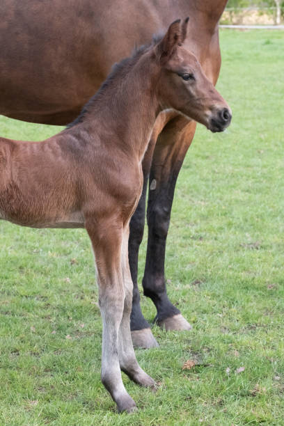 田舎の風景を持つ日中、母親の隣に立っている少し生まれた茶色の馬のクローズアップ - horse close up non urban scene spring ストックフォトと画像