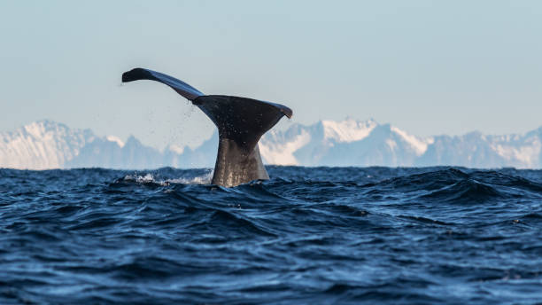 istock Male sperm whales off the Norwegian coast. 1220723150