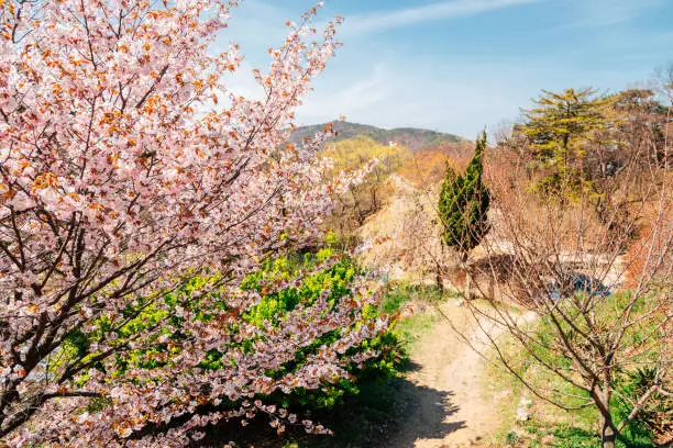 Pink cherry blossoms and nature view at Gaesimsa Temple in Seosan, Korea