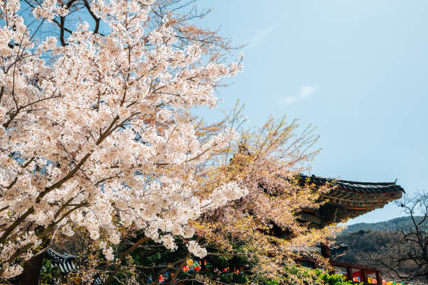 istock Gaesimsa Temple with spring cherry blossoms in Seosan, Korea 1220724565