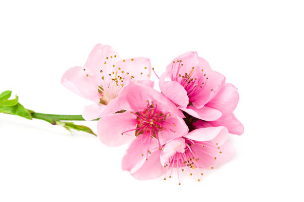 istock peach flowers isolated on white background. spring flowers. 1220724620