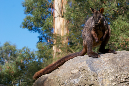 Brush-tailed Rock Wallaby, Captive Animal, Victoria, Australia