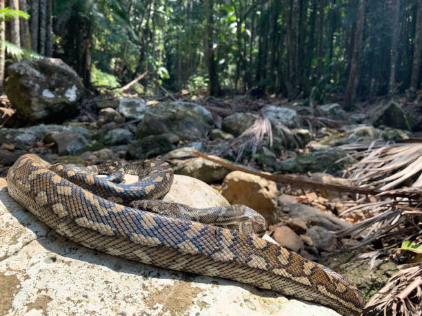 Carpet Python Rearing Up 150+ Jungle Carpet Python Foto Stok, Potret, & Gambar Bebas Royalti ...
