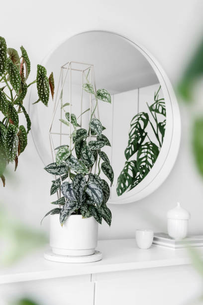 Modern houseplants Modern houseplants on a white drawer with a white round mirror in the white living room, minimal creative home decor concept, Scindapsus Pictus Silver Lady, Begonia Maculata Wightii, Monstera Epipremnoides begonia photos stock pictures, royalty-free photos & images