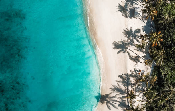 istock Tropical island palm tree beach from above 1220728824