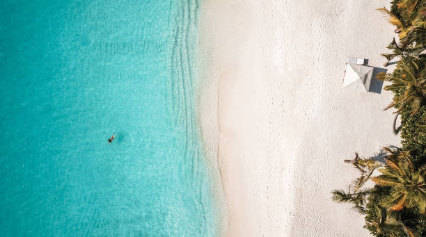istock Tropical island palm tree beach from above 1220728900