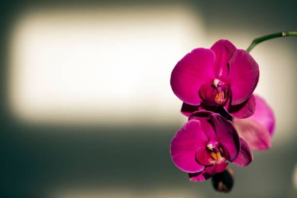 Purple/White Orchid