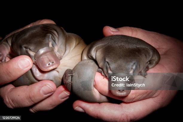 Platypus Young Stock Photo - Download Image Now - Duck-Billed Platypus, Young Animal, Photography