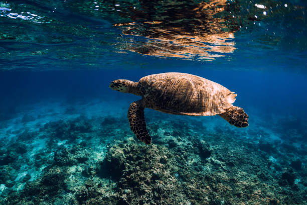 istock Sea turtle glides in blue ocean. Turtle swim underwater 1220729257