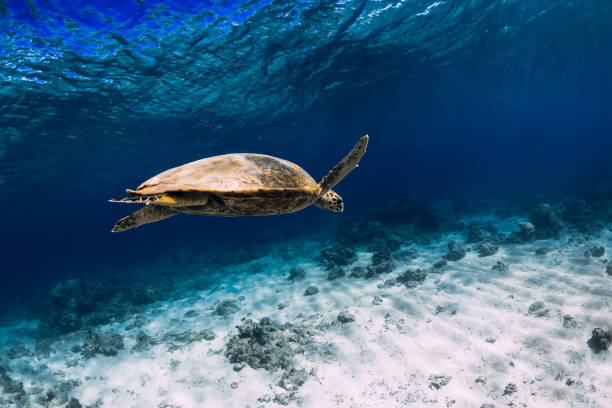 istock Sea turtle glides in blue ocean. Turtle swim underwater 1220729327