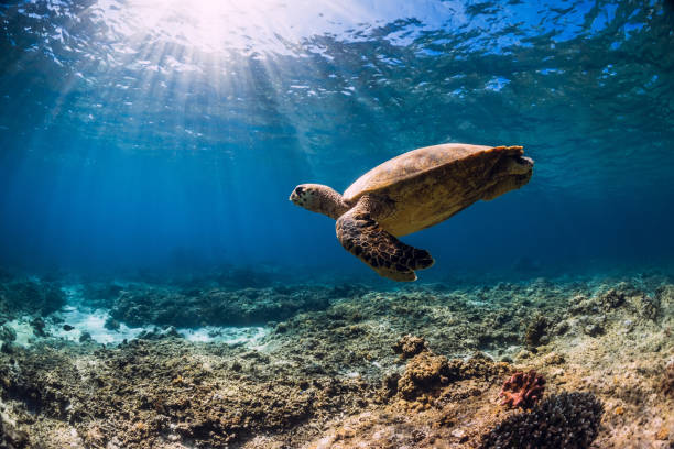 istock Sea turtle glides in blue ocean. Turtle swim underwater 1220729328