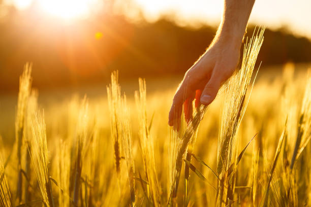 istock Farmer's hands touch young wheat in the sunset light 1220730522