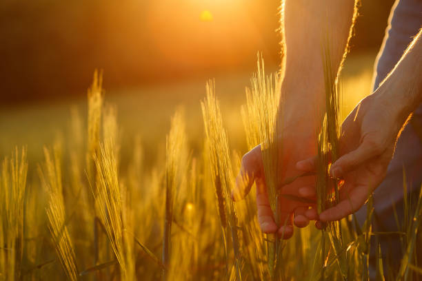 istock Farmer's hands touch young wheat in the sunset light 1220730530