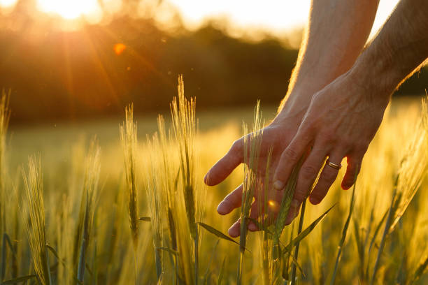istock Farmer's hands touch young wheat in the sunset light 1220730543