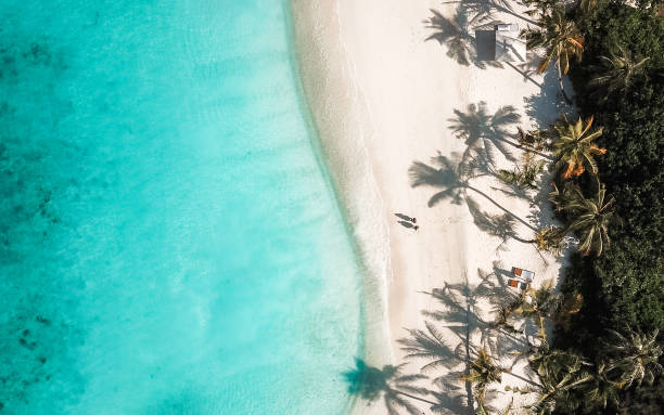 istock Tropical island palm tree beach from above 1220730626