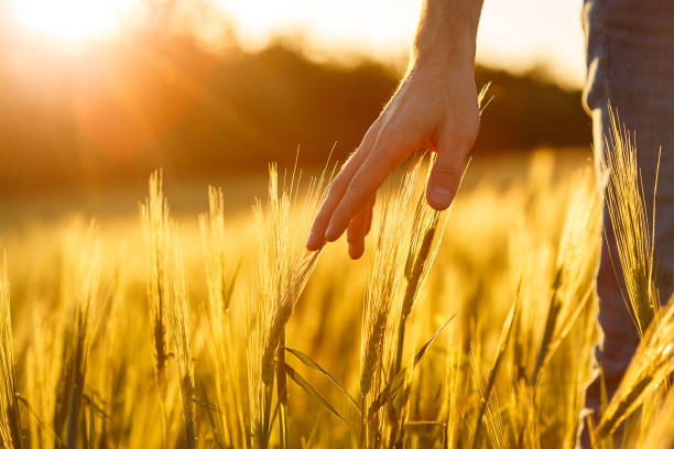 istock Farmer's hands touch young wheat in the sunset light 1220730684