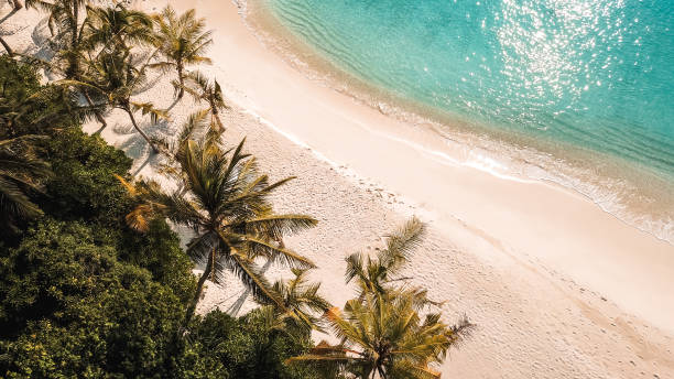 istock Tropical island palm tree beach from above 1220730931