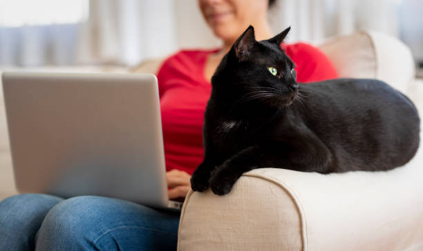 istock Woman working from home and sitting with her cat 1220731793